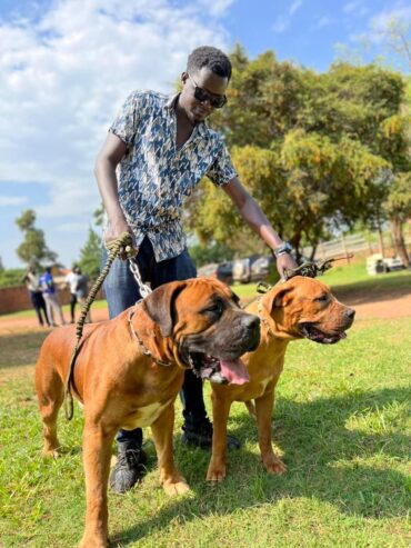 Boerboels available